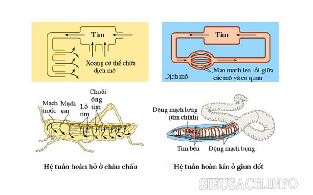 Điểm giống & khác nhau của hệ tuần hoàn kín và hệ tuần hoàn hở