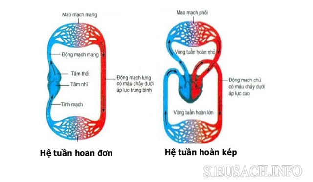 Các loại trong hệ tuần hoàn kín