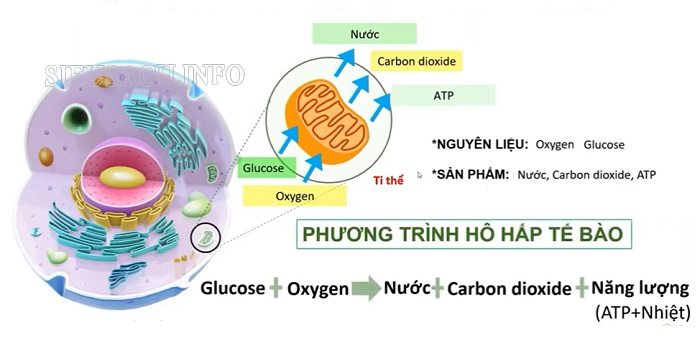 Quá trình hô hấp tế bào