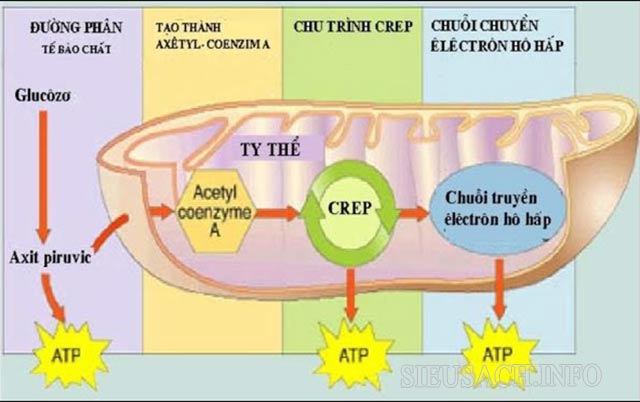 Các giai đoạn của quá trình hô hấp tế bào