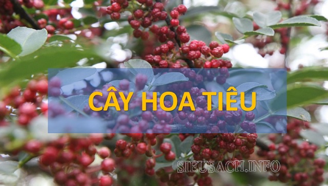 Cây hoa tiêu được dùng làm gia vị chế biến các món ăn