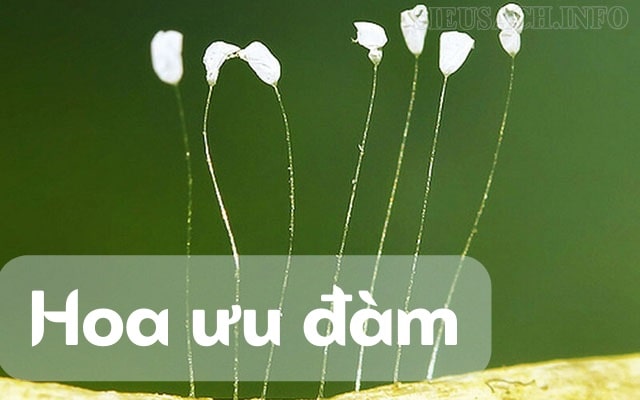 Hình ảnh hoa ưu đàm