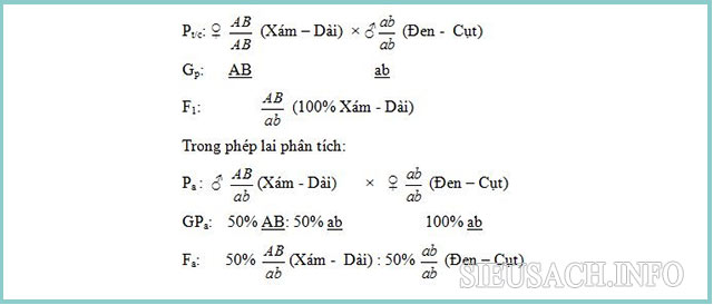 Sơ đồ hoán vị gen của ruồi giấm