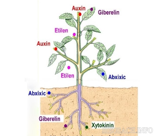 Các loại hoocmon thực vật