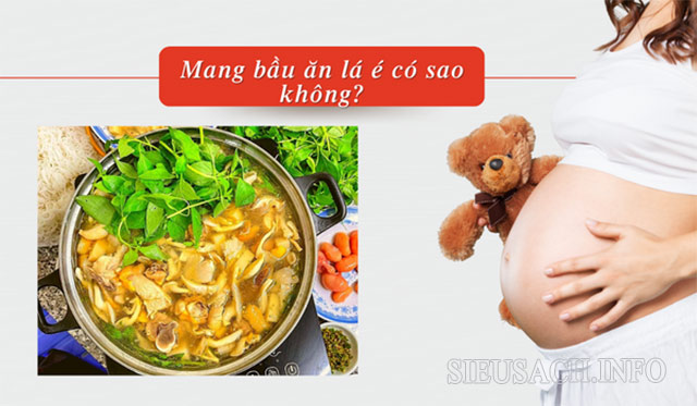 Bà bầu không nên ăn lá é quá nhiều không tốt cho thai nhi