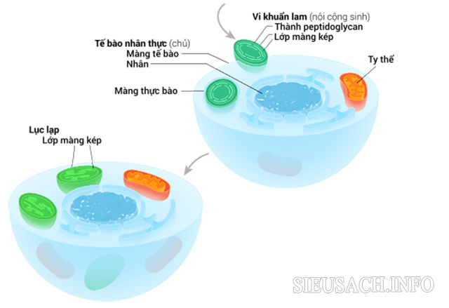 Lục lạp có cấu trúc phức tạp, thay đổi đa dạng