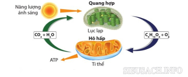 Chức năng của lục lạp