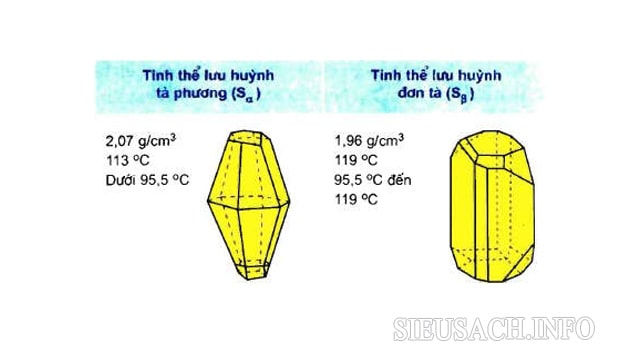 Dạng thù hình phổ biến của lưu hình