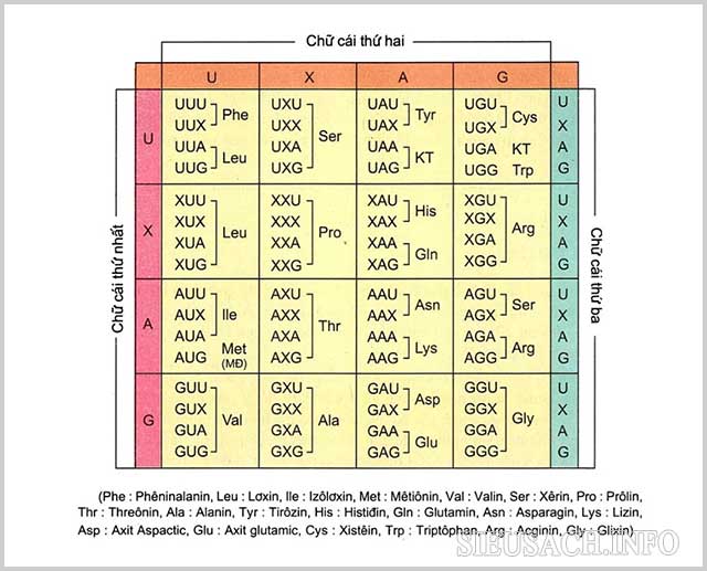 Bảng mã di truyền có vai trò vô cùng quan trọng trong mã hóa gen