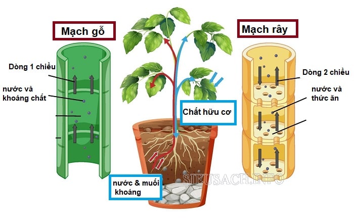 Vai trò của mạch gỗ