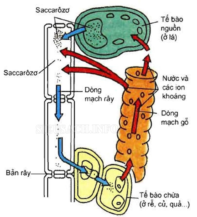 Cấu tạo của mạch gỗ