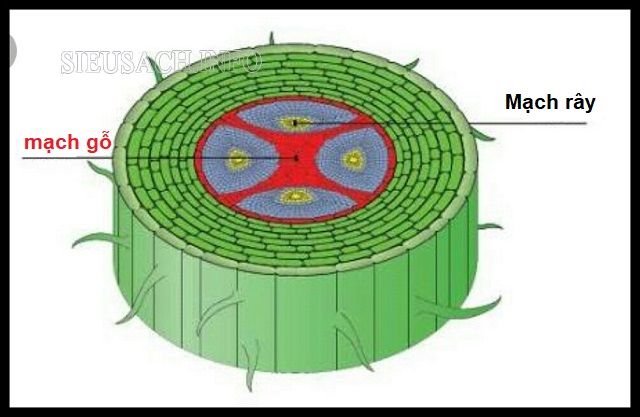 Mạch gỗ giữ vai trò quan trọng đối với cây