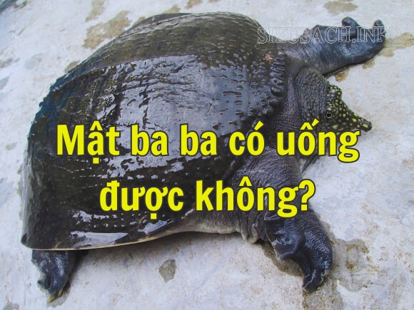 Mật ba ba với nhiều công dụng tốt cho sức khỏe,