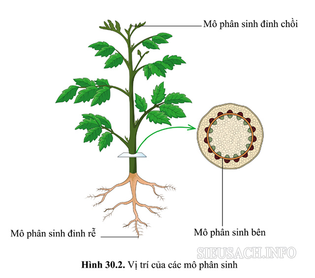 Vị trí của mô phân sinh