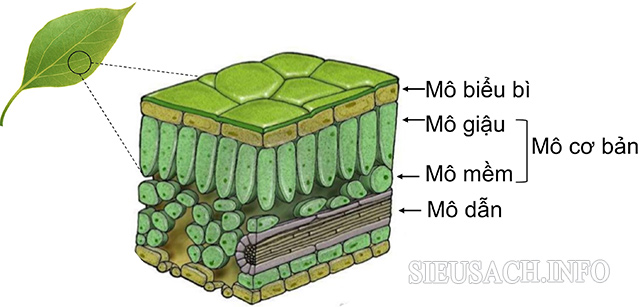 Mô biểu bì giúp bảo vệ các bộ phận của cây trước tác hại của môi trường