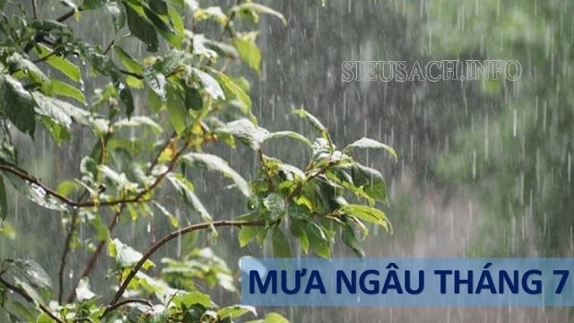 Mưa ngâu là kiểu thời tiết điển hình ở miền Bắc của nước ta