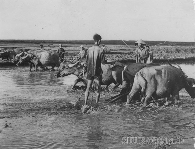 Đưa binh lính vào sản xuất nông nghiệp giúp triều đình bớt gánh về lương thực