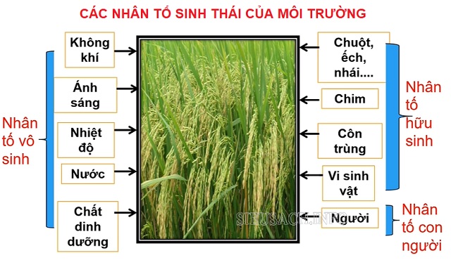 Các loại nhân tố sinh thái tác động đến các sinh vật