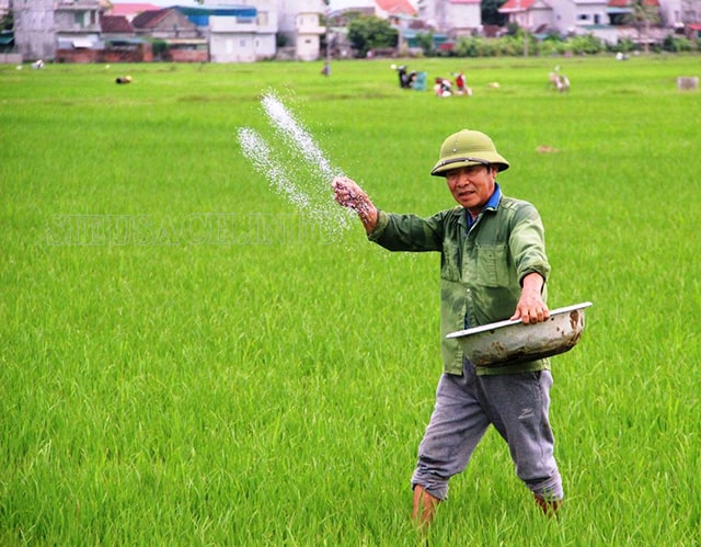 Bón phân giúp cho cây lúa sinh trưởng và phát triển tốt hơn