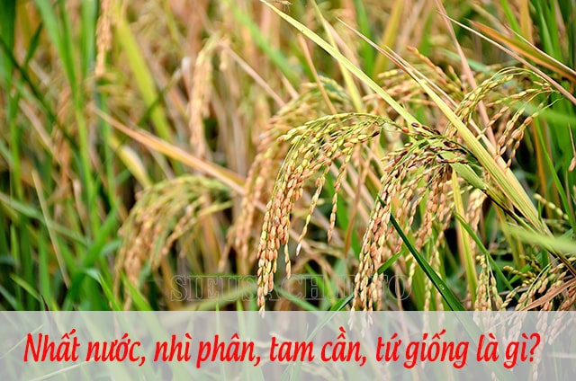 Nhất nước, nhì phân, tam cần, tứ giống là câu tục ngữ nói về kinh nghiệm trồng lúa nước