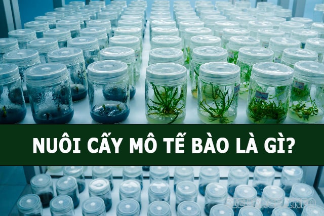 Nuôi cấy mô tế bào giúp duy trì, phát triển thực vật