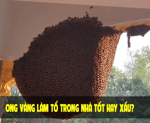 Ong vàng làm tổ trong nhà tốt hay xấu tùy vào vị trí làm tổ