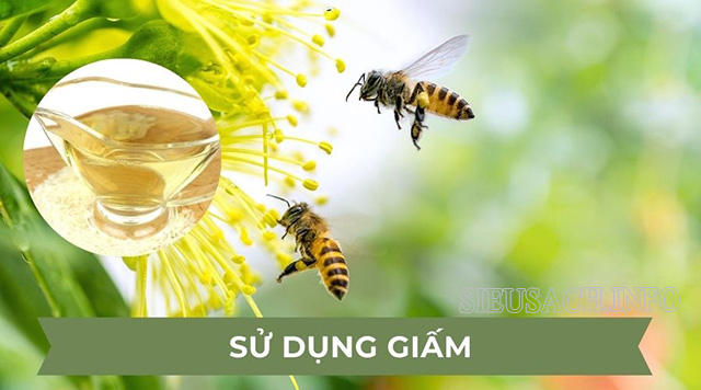 Dùng giấm để đuổi ong khiến ông bị ngạt và bất động