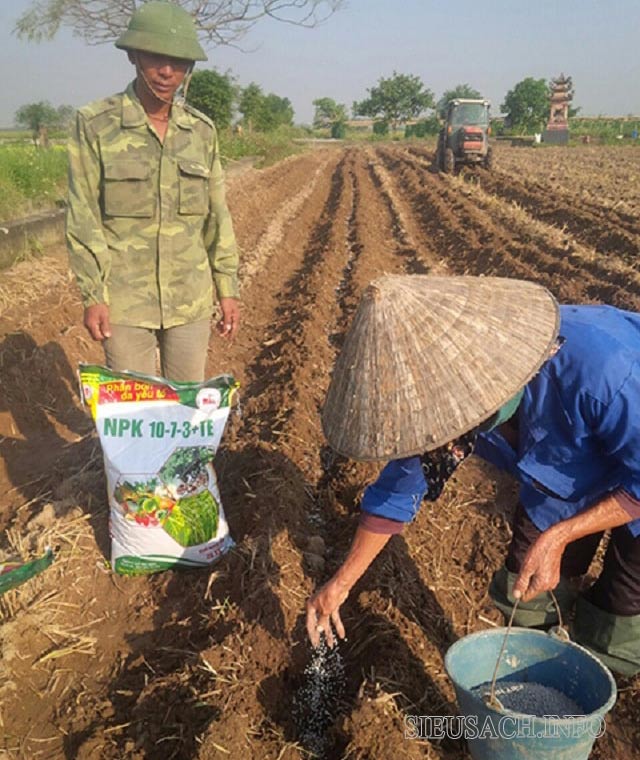 Cách bón phân lân đúng cách để cây trồng năng suất