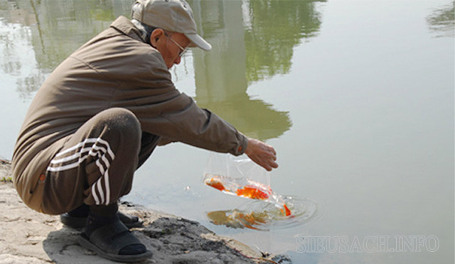 Phóng sinh giúp tăng thêm phước đức cho bản thân và gia đình