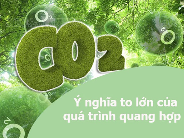 Ý nghĩa của quang hợp