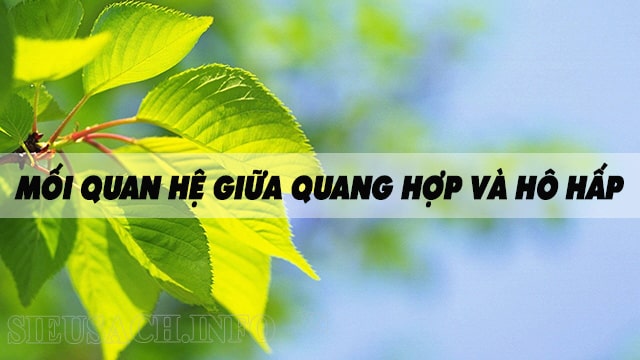 Quang hợp và hô hấp có mối quan hệ chặt chẽ với nhau