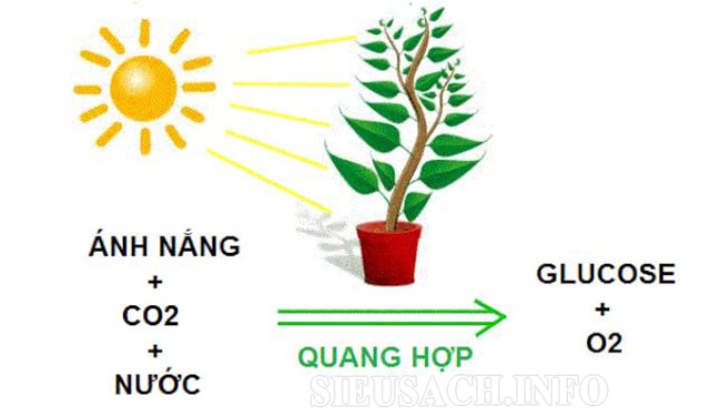 Quá trình quang hợp ở thực vật