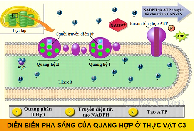 Diễn biến pha sáng của quá trình quang hợp ở thực vật C3