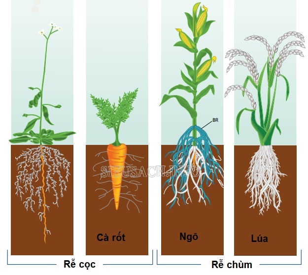 Ví dụ về cây rễ cọc, rễ chùm