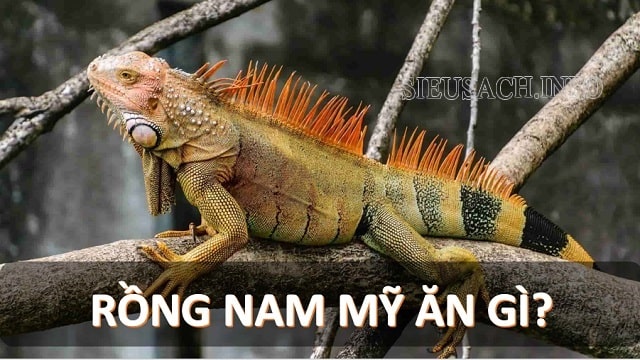 Rồng Nam Mỹ trong tự nhiên ăn lá cây, hoa và quả