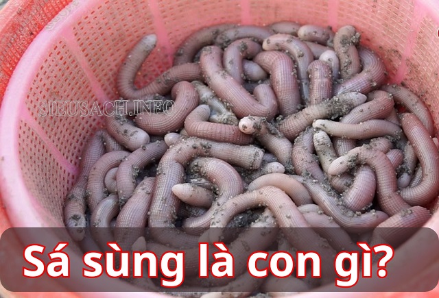 Sá sùng là một loại hải sản nhìn giống như giun biển