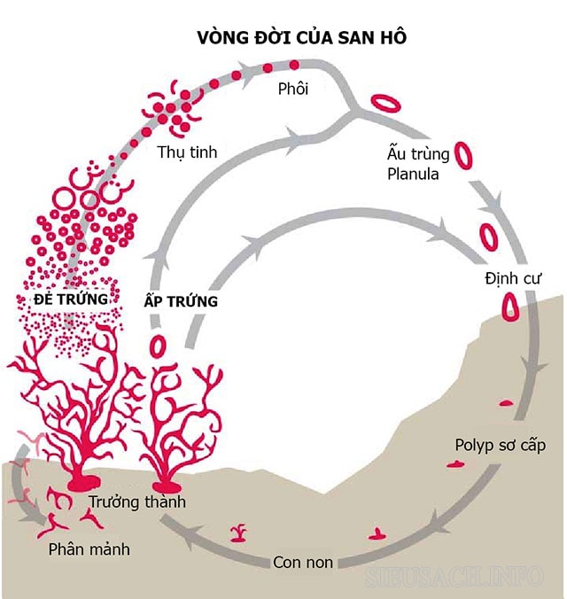 Hình thức sinh sản hữu tính của loài san hô