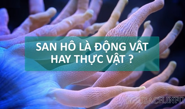 San hô là động vật bậc thấp ngành ruột khoang