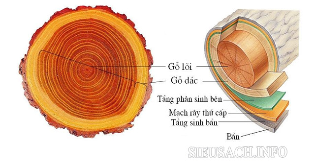 Sinh trưởng thứ cấp ở thực vật 