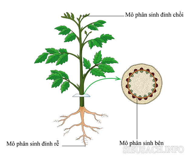 Sinh trưởng sơ cấp ở thực vật