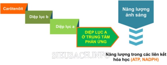 Sơ đồ hệ sắc tố quang hợp