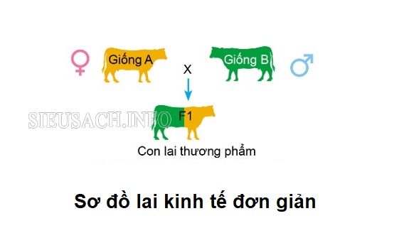 Sơ đồ lai kinh tế đơn giản