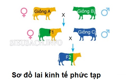 Sơ đồ phương pháp lai kinh tế phức tạp