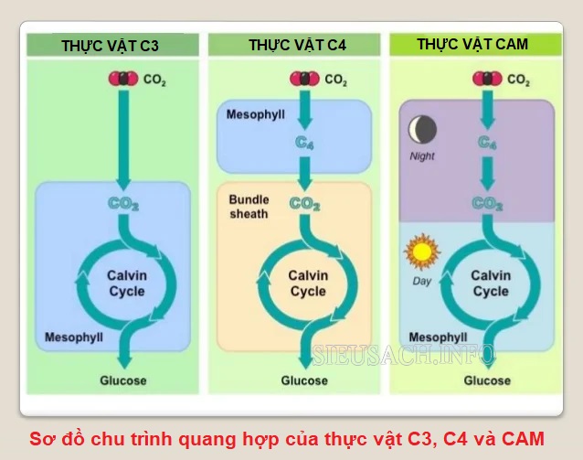 so sánh chu trình quang hợp ở thực vật C3, C4, Cam