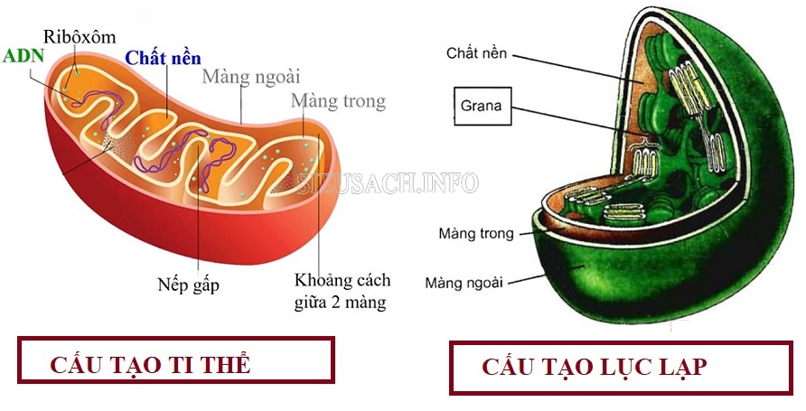 So sánh cấu trúc ti thể và lục lạp