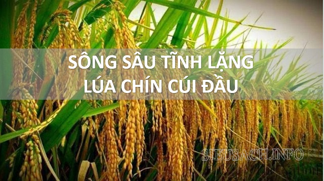 Sông sâu tĩnh lặng lúa chín cúi đầu