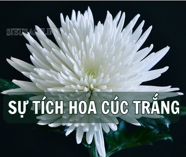 Câu chuyện sự tích bông hoa cúc trắng