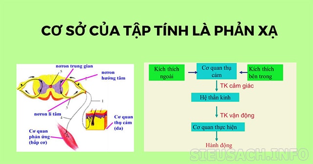 Cơ sở thần kinh của tập tính là sự phản xạ