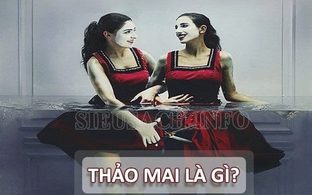 thao-mai-la-gi