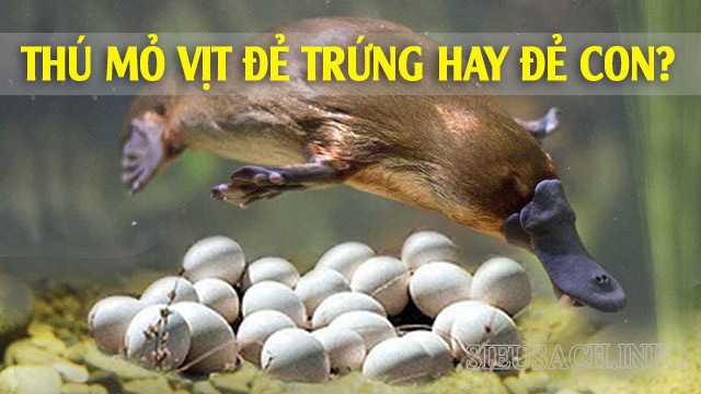 Thú mỏ vịt thuộc loài động vật có vú nhưng lại đẻ trứng